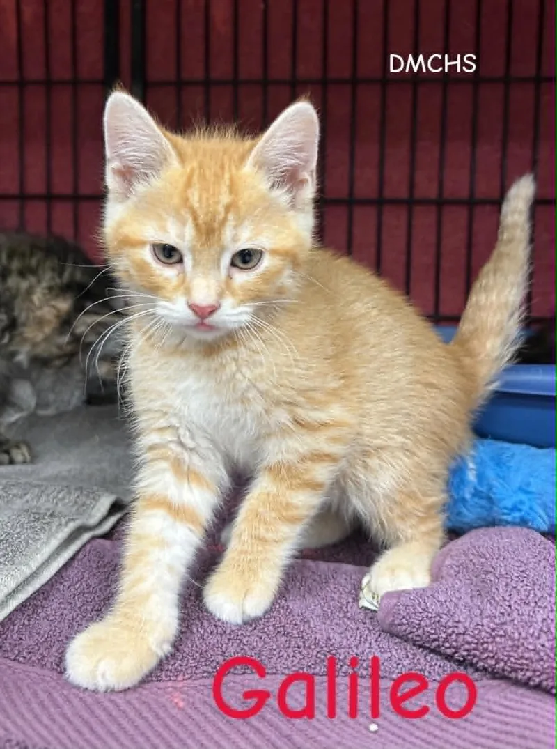 A baby small-sized male Orange / Red Domestic Short Hair cat named Galileo for adoption in Burlington, IA
