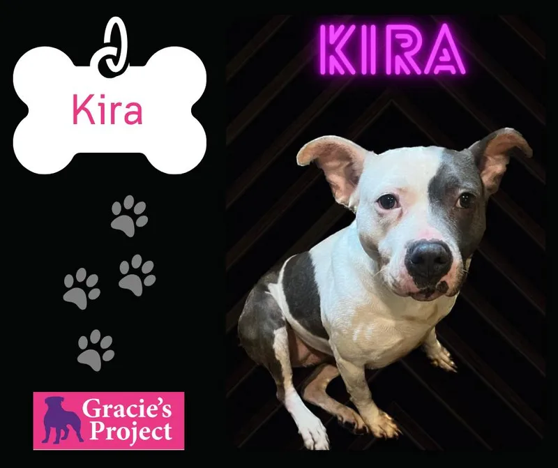 An adult medium-sized female Pit Bull Terrier dog named Kira for adoption in Canyon, TX