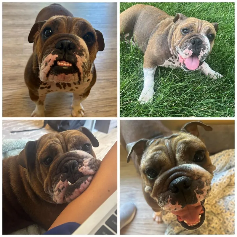 An adult medium-sized female English Bulldog dog named Macy for adoption in Zionsville, IN