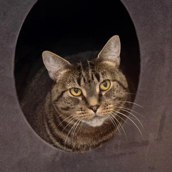 An adult medium-sized female Domestic Short Hair cat named Lizzy for adoption in Vancouver, WA