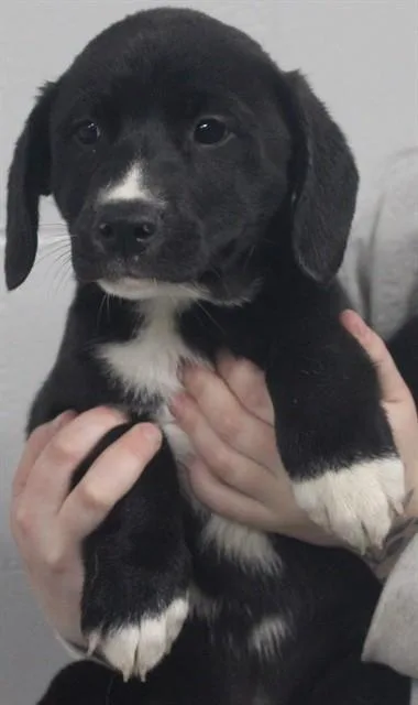 A baby small-sized female Labrador Retriever dog named Adeline for adoption in Lexington, SC