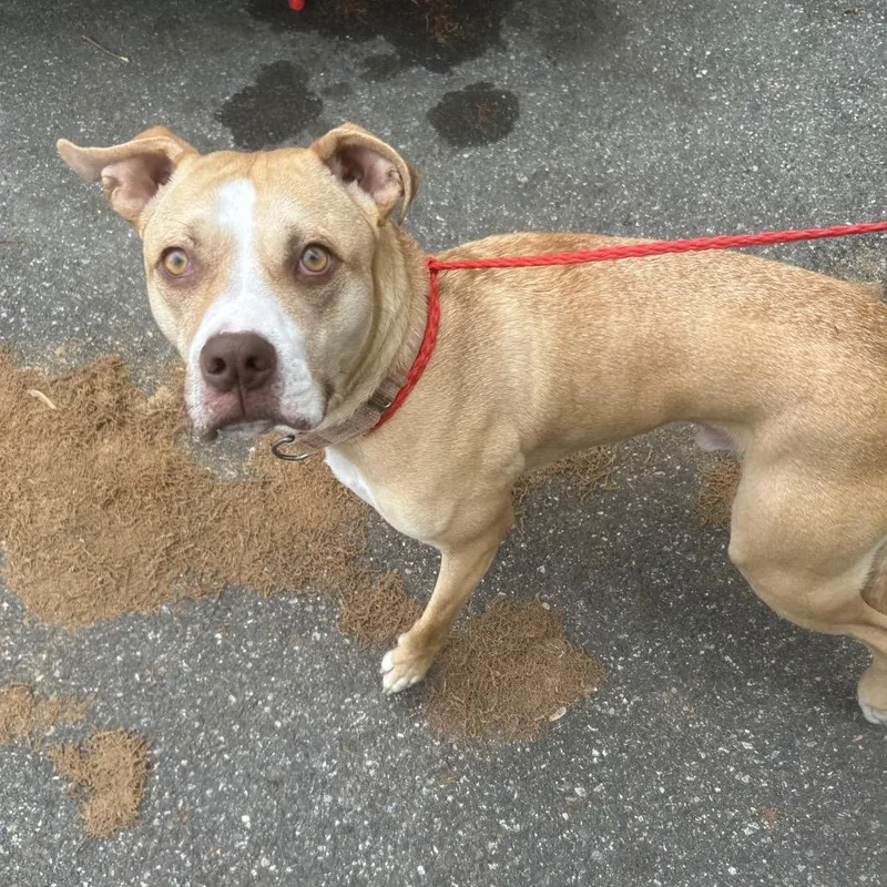 An adult medium-sized male Yellow / Tan / Blond / Fawn Pit Bull Terrier dog named Charlie for adoption in Greensboro, NC