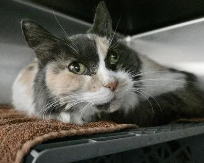 An adult small-sized female Domestic Long Hair cat named Ashley for adoption in West Seneca, NY