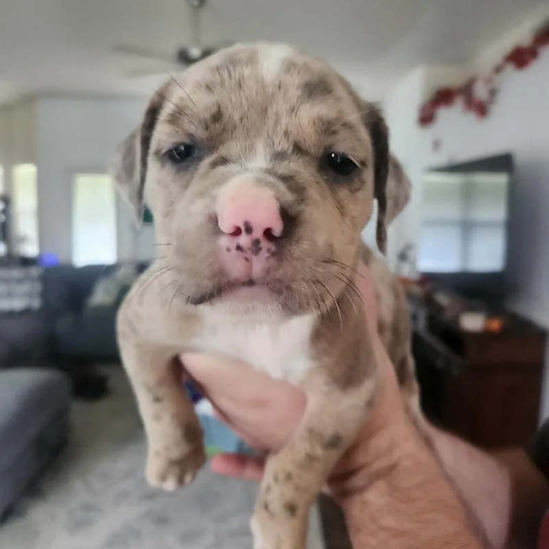 A baby small-sized male Catahoula Leopard Dog dog named Doc for adoption in Merritt Island, FL