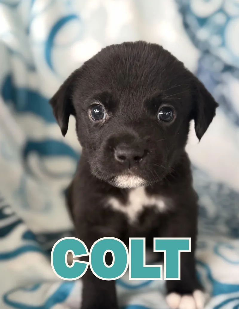 Colt