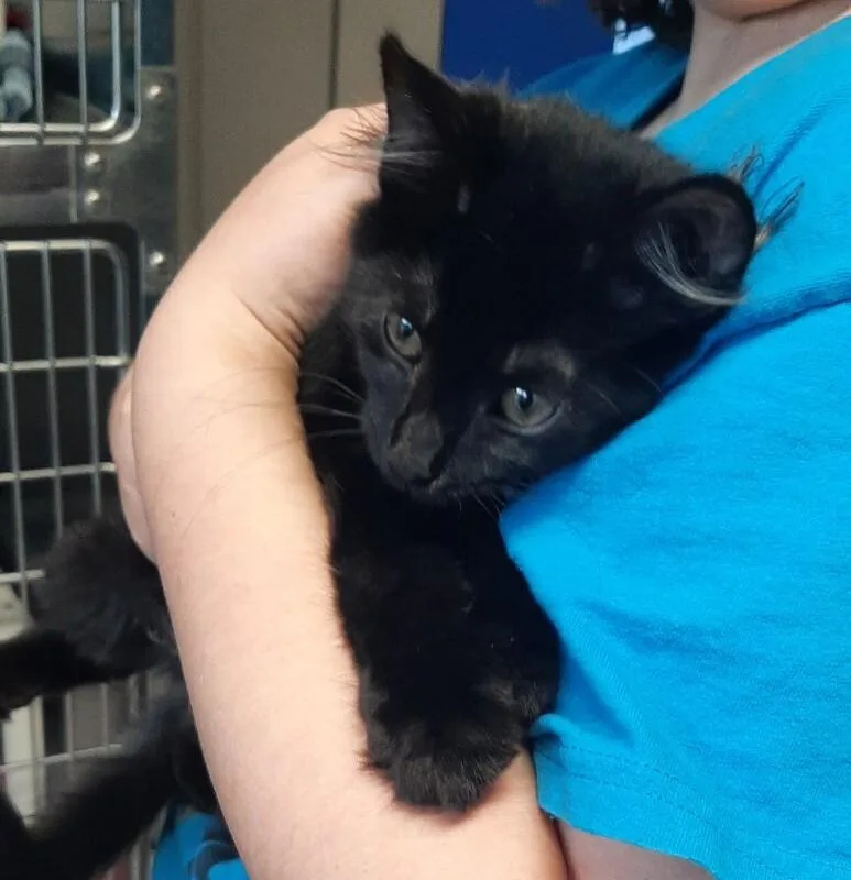 A young medium-sized male Black Domestic Medium Hair cat named Dale for adoption in Georgetown, OH