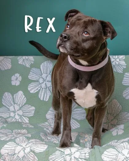 Rex