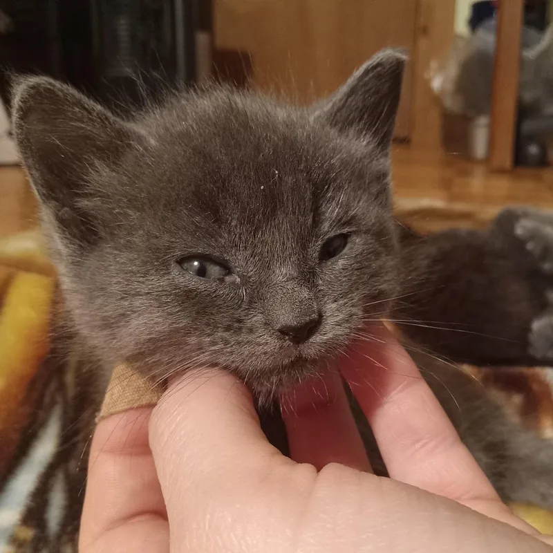 A baby small-sized female Domestic Short Hair cat named Luna for adoption in Ruckersville, VA