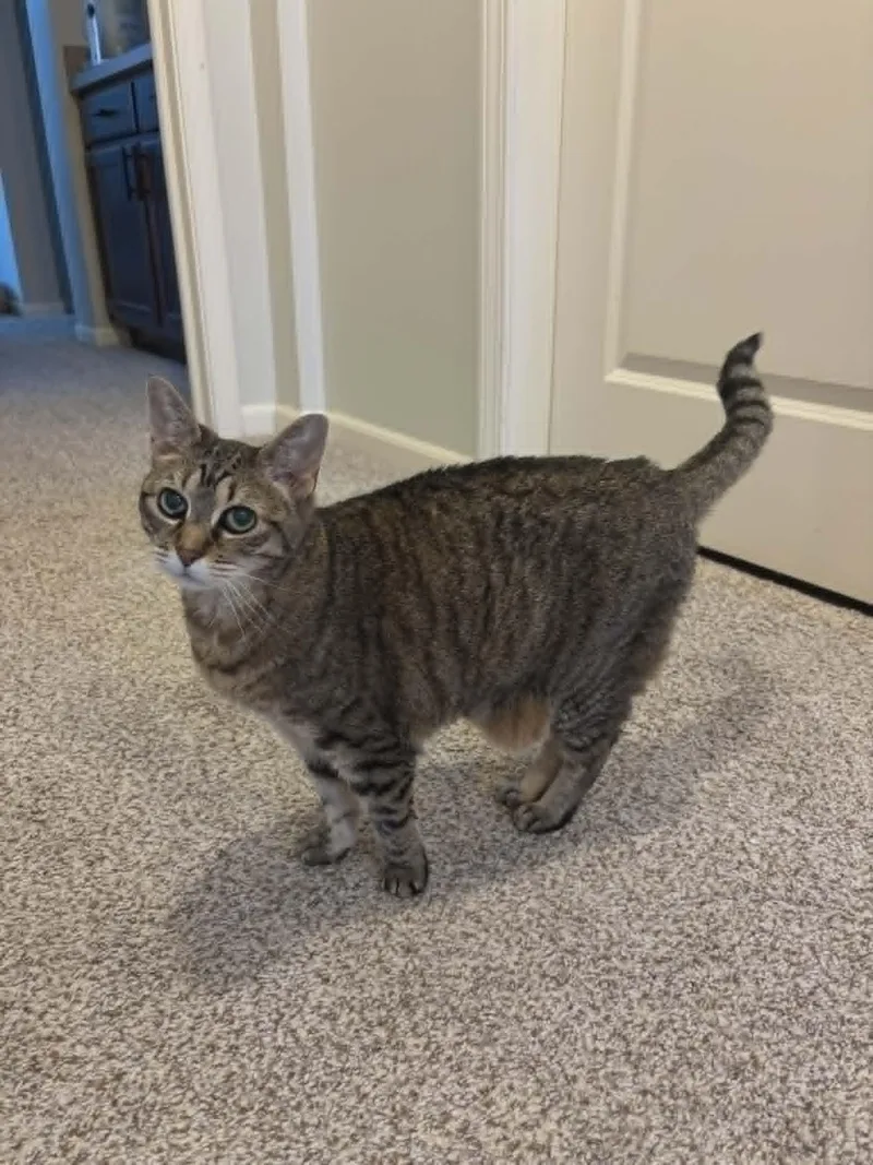 An adult medium-sized female Tabby cat named Remi for adoption in Rosenberg, TX