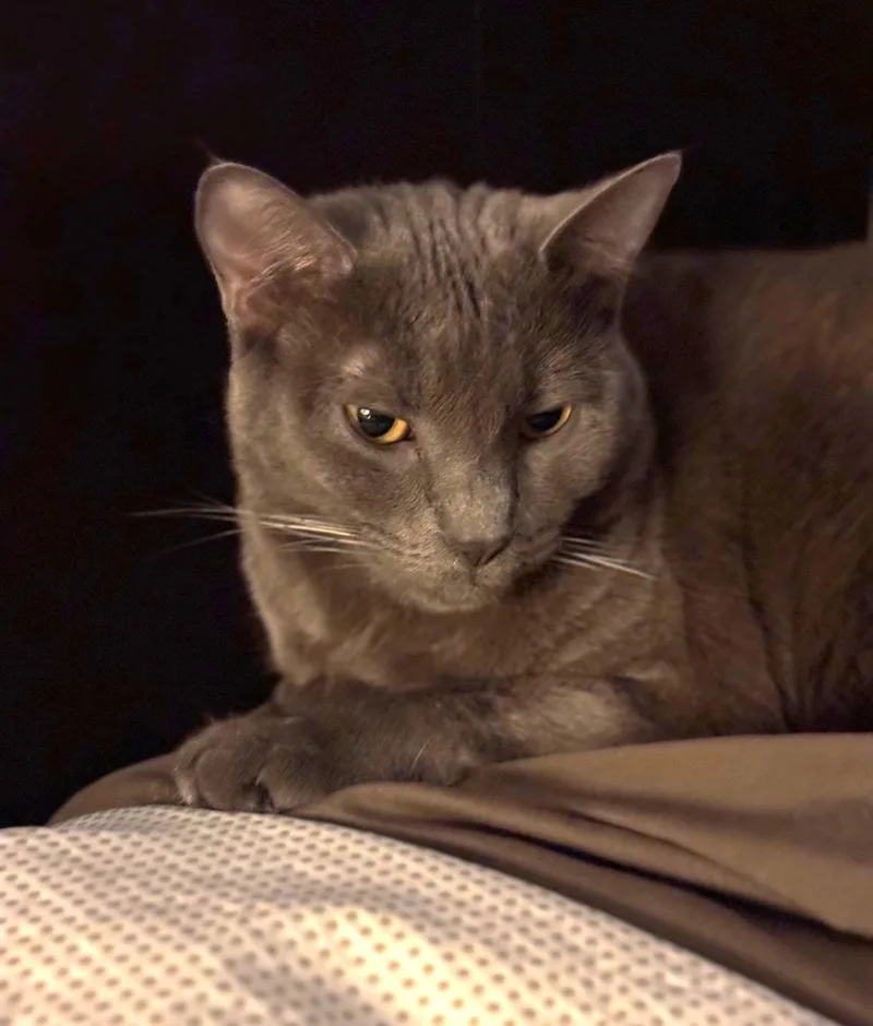 A young small-sized female Gray / Blue / Silver Domestic Short Hair cat named Leah C White for adoption in Saunderstown, RI