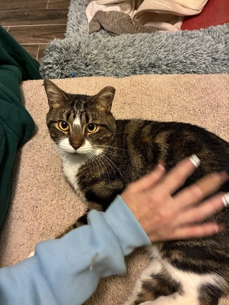 An adult medium-sized female Brown / Chocolate Domestic Short Hair cat named Wobbles for adoption in Randolph, MA
