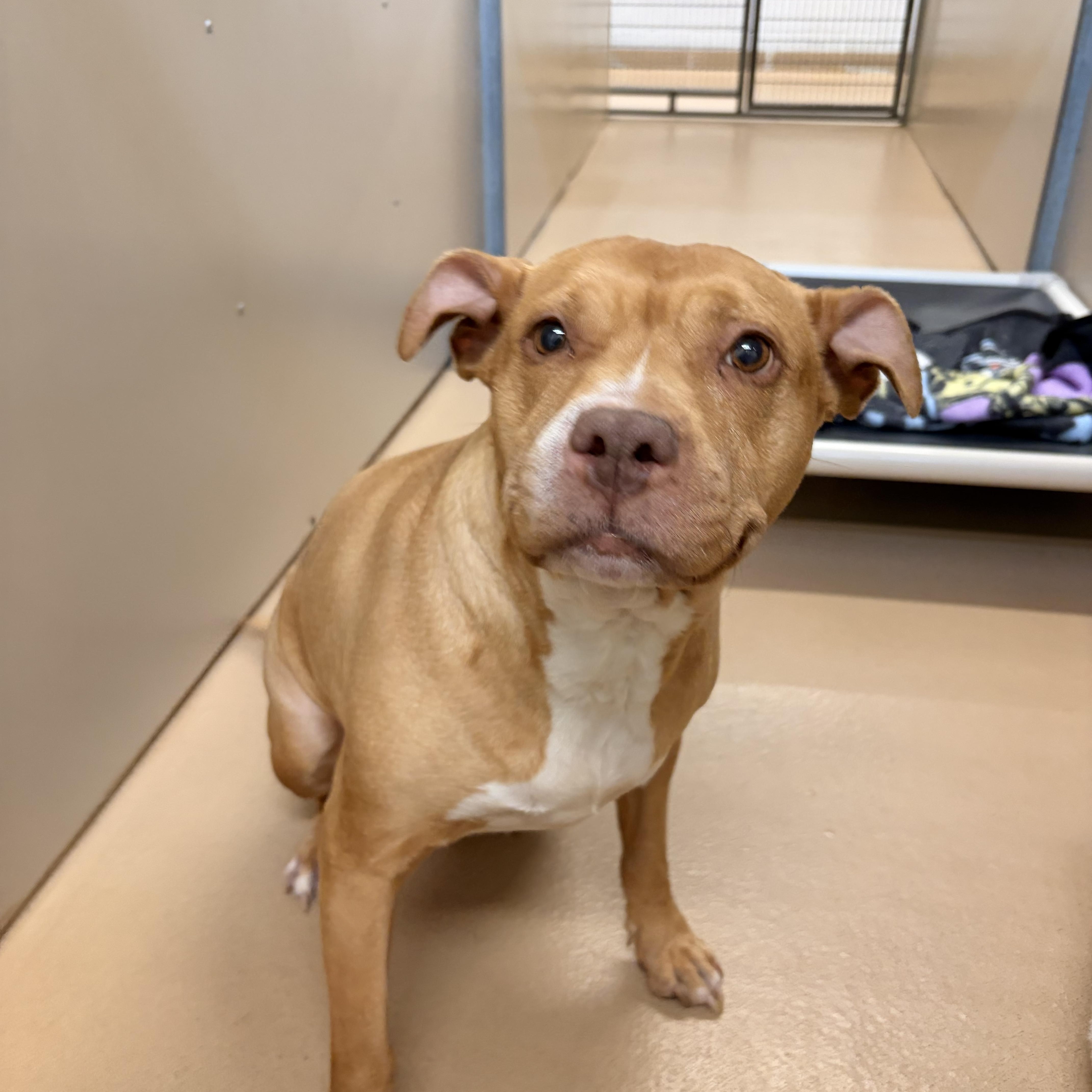 A senior large-sized female Pit Bull Terrier dog named Mj for adoption in Saint Charles, MO