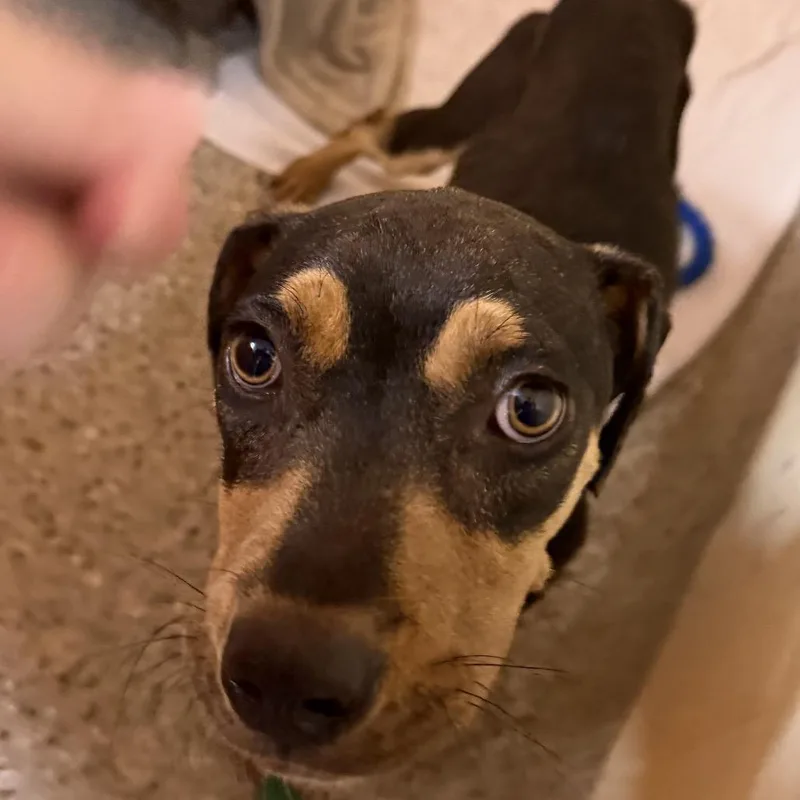 A young medium-sized male Black Mixed Breed dog named Hershey for adoption in Pensacola, FL