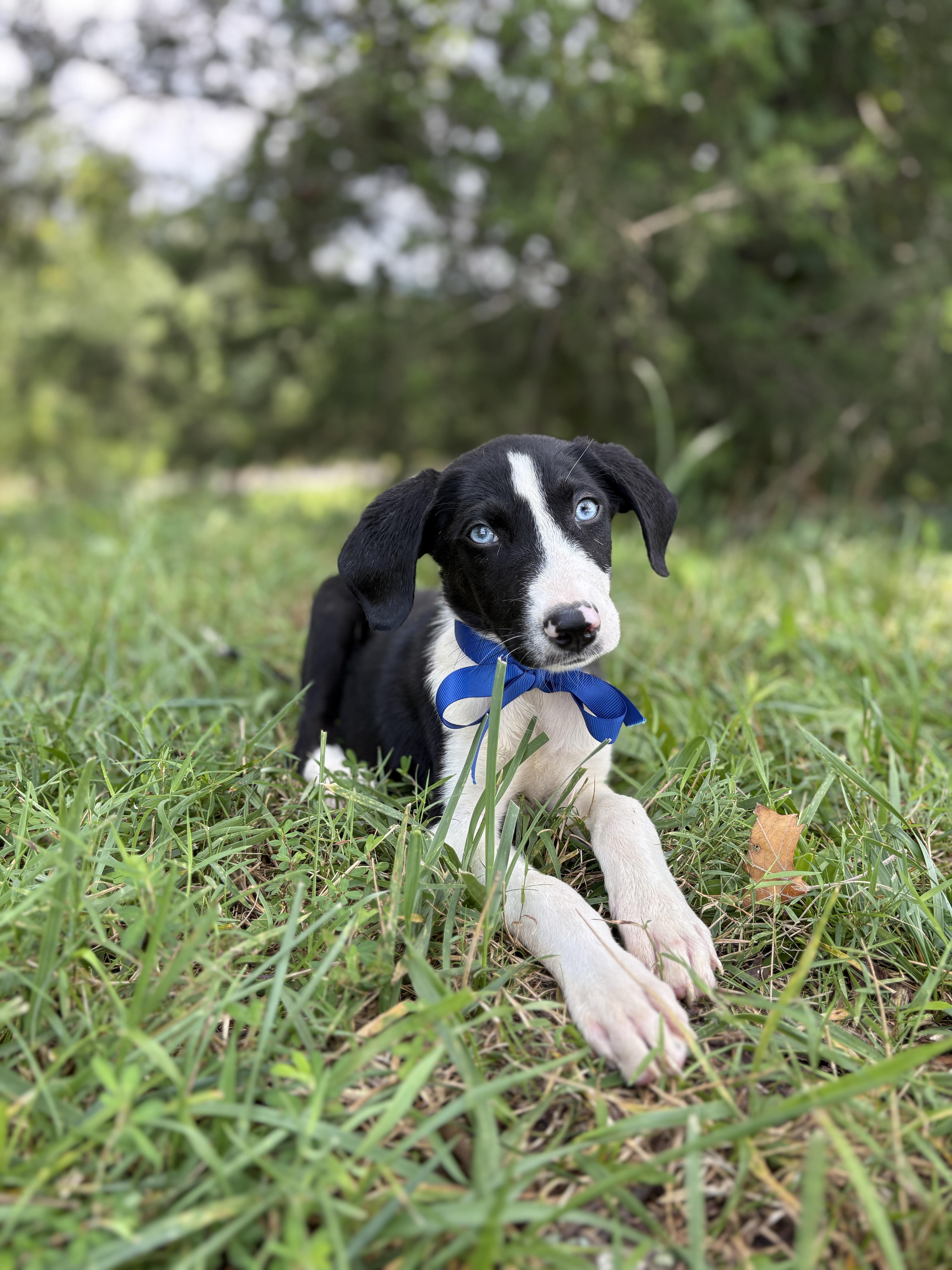 A baby small-sized male Black Mixed Breed dog named Klondike for adoption in Gradyville, KY