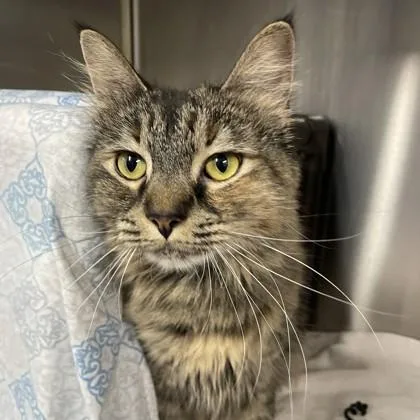 An adult medium-sized female Domestic Long Hair cat named Jewell for adoption in Voorhees, NJ