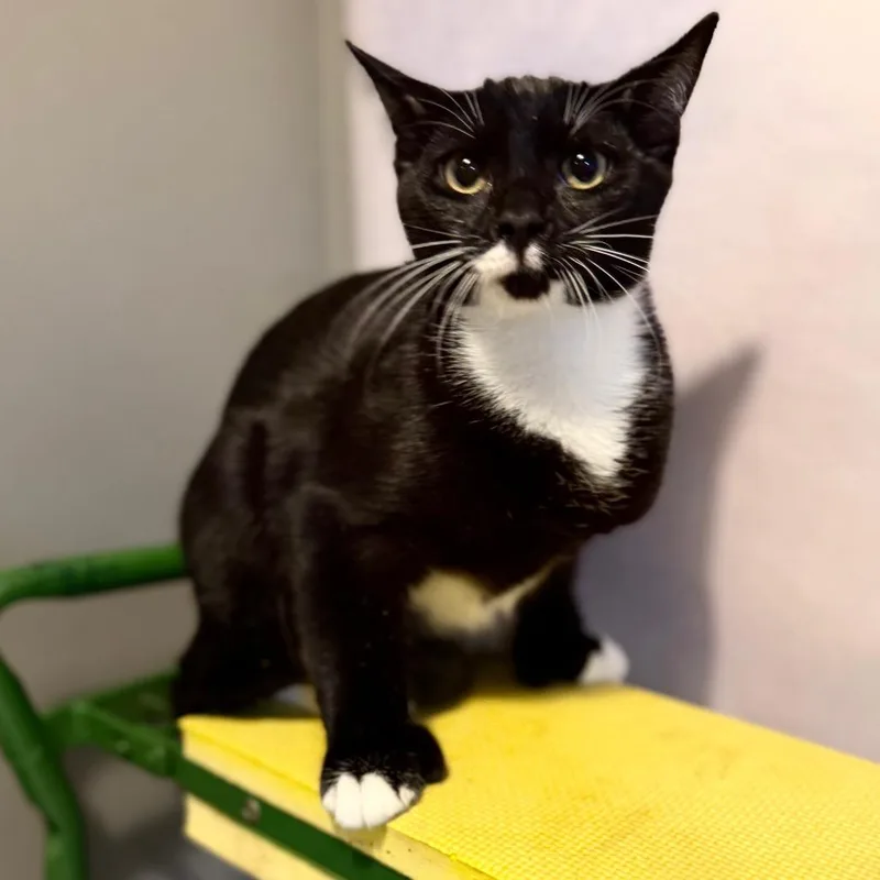 A young medium-sized male Domestic Short Hair cat named Ray Bradbury for adoption in Fredericksburg, VA