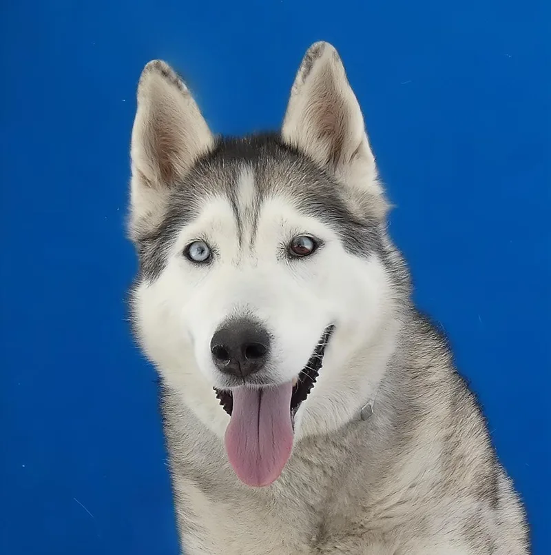 An adult medium-sized female Siberian Husky dog named Kira for adoption in Pasadena, CA