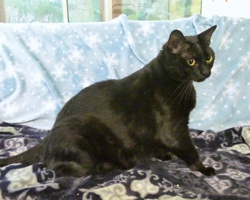 A young extra large-sized female Black American Shorthair cat named Penelope for adoption in Vashon Island, WA
