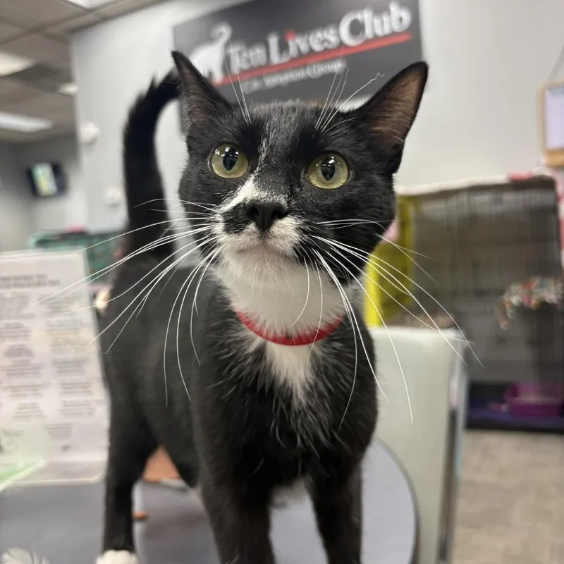 An adult medium-sized female Black Domestic Short Hair cat named Dorothy for adoption in Hamburg, NY