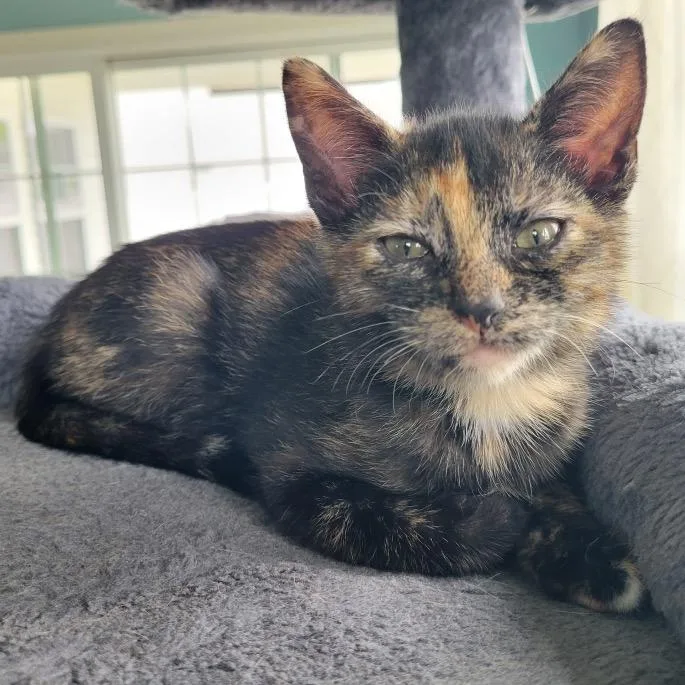 A baby small-sized female Black Domestic Short Hair cat named Jill for adoption in Chesapeake, VA