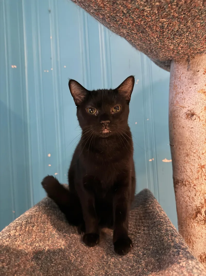 An adult medium-sized female Black Domestic Short Hair cat named Aelin for adoption in Lemont, IL