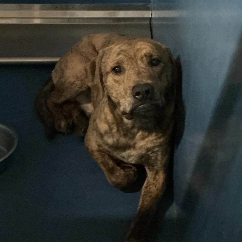 A young small-sized male Brown / Chocolate Pit Bull Terrier dog named Hammer for adoption in St Joseph, MO