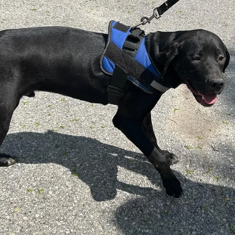 A young large-sized male Black Labrador Retriever dog named Teddy Bear for adoption in Traverse City, MI