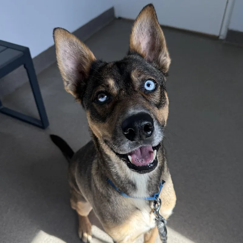 An adult medium-sized female Apricot / Beige Husky dog named Seline for adoption in South Elgin, IL