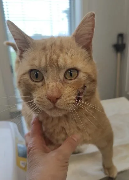 An adult medium-sized male Domestic Short Hair cat named Dude for adoption in Lafayette, IN