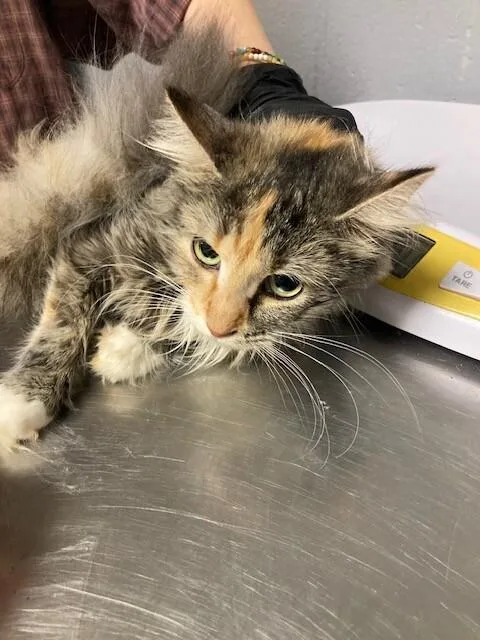 An adult medium-sized female Orange / Red Domestic Short Hair cat named Charlotte for adoption in Cincinnati, OH