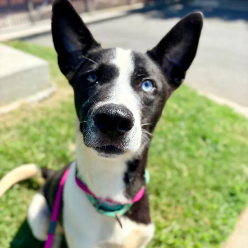 An adult medium-sized male Black Border Collie dog named Blue Lagoon for adoption in Concord, NC