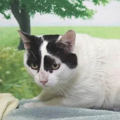 An adult medium-sized male Domestic Short Hair cat named Chili for adoption in West Chester, PA