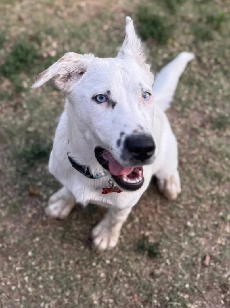 A baby medium-sized female White / Cream Australian Cattle Dog / Blue Heeler dog named Lapis Lazuli for adoption in Kiowa, OK