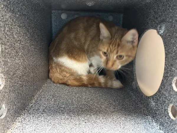 A young medium-sized female Domestic Short Hair cat named Vizzini for adoption in New York, NY