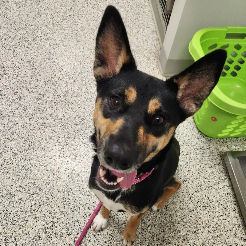 A young medium-sized female Tricolor (Brown, Black, & White) Australian Kelpie dog named Found for adoption in Liberty, MO