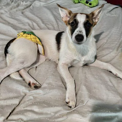 A young medium-sized female Bicolor Jack Russell Terrier dog named Hickory for adoption in Leesburg, AL