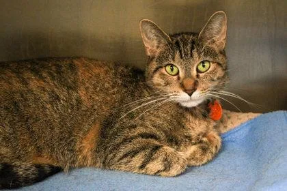 An adult small-sized female Domestic Short Hair cat named Ashes for adoption in Golden Valley, MN