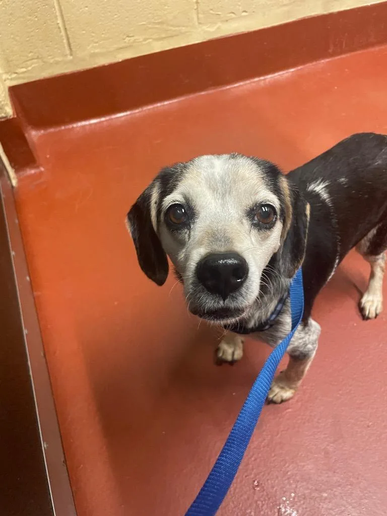 A senior small-sized female Beagle dog named Ada for adoption in Douglasville, GA