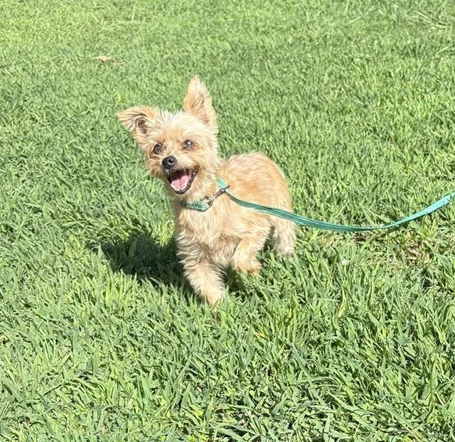 A senior small-sized female Yorkshire Terrier dog named Savannah for adoption in Monticello, MN