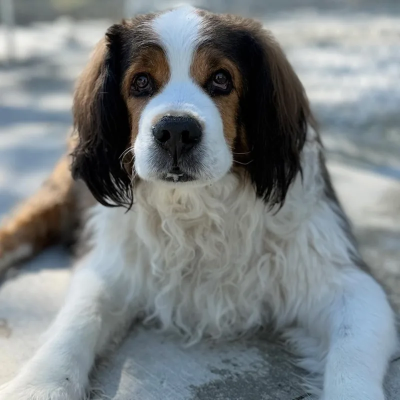 A senior large-sized male Mixed Breed dog named Dustin for adoption in Warren, OH
