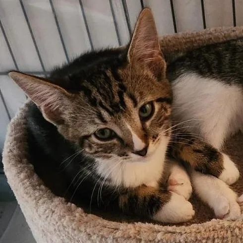 A baby small-sized female Brown / Chocolate Domestic Short Hair cat named Dolly Bryant for adoption in Merrifield, VA