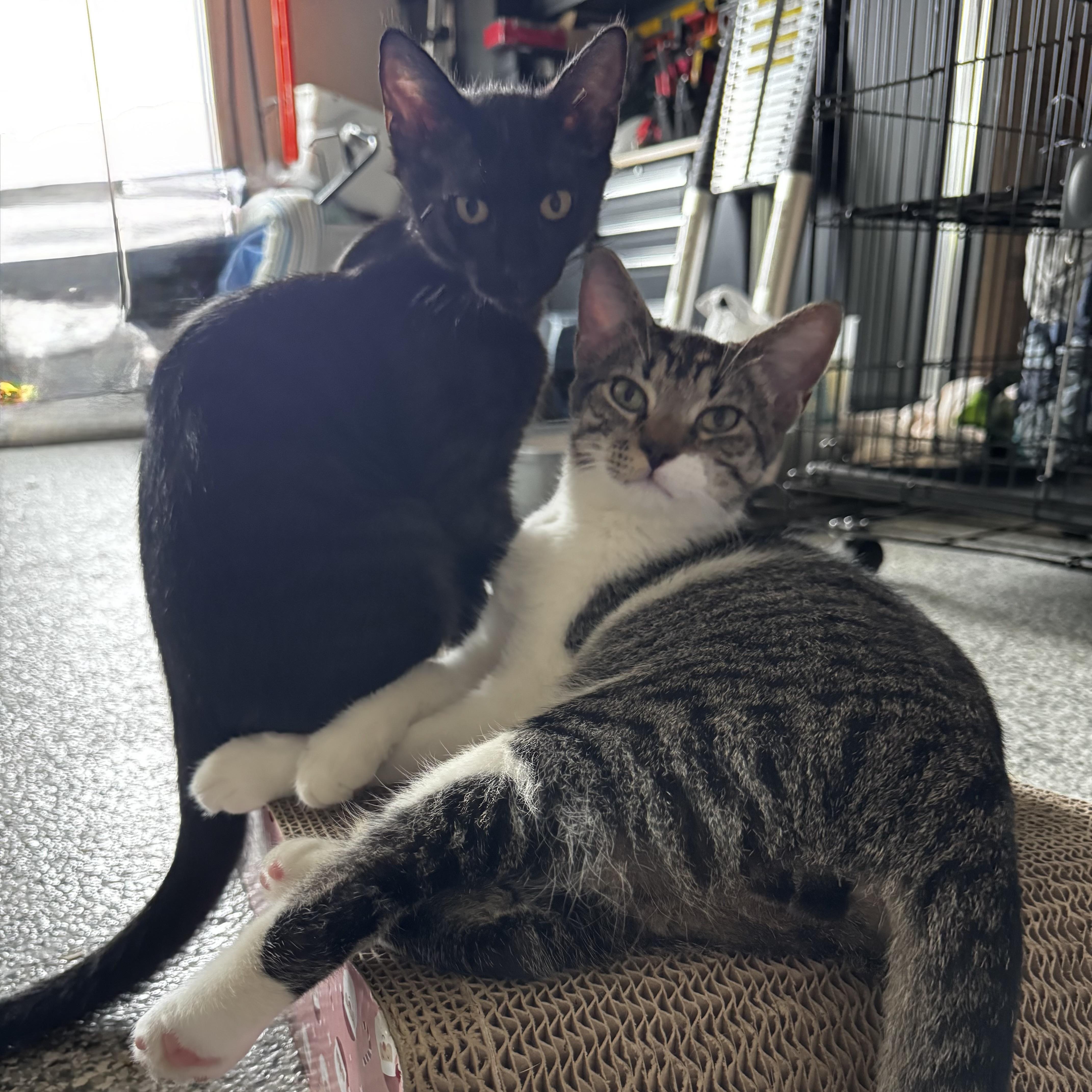 A baby medium-sized male Black Domestic Short Hair cat named Bowie  Bonded To for adoption in Austin, TX
