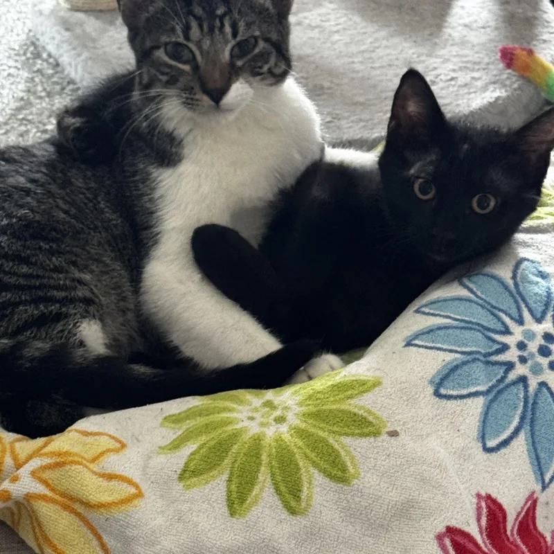 Bowie  Bonded To thumbnail 2