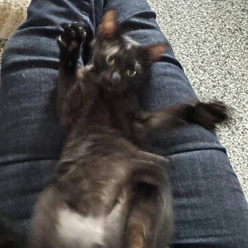 Bowie  Bonded To thumbnail 3
