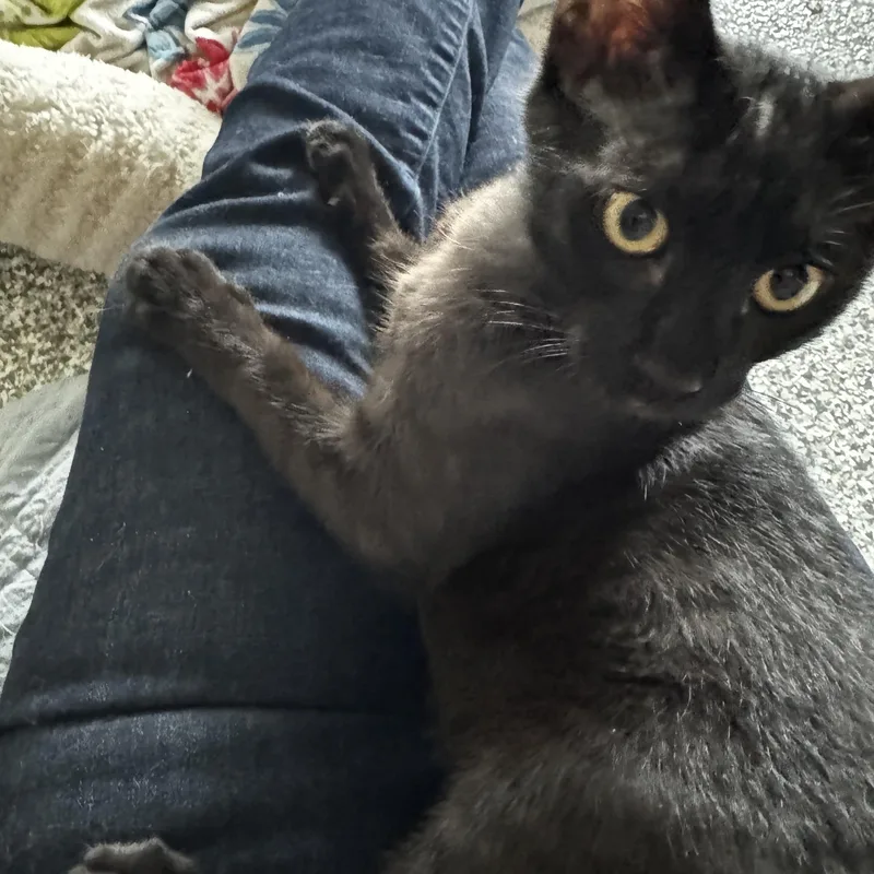 Bowie  Bonded To thumbnail 4