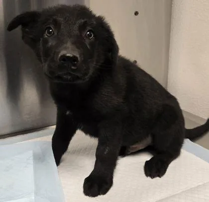 A baby small-sized male Shepherd dog named Sushi Roll for adoption in Fresno, CA