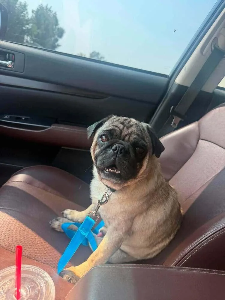 An adult medium-sized male Yellow / Tan / Blond / Fawn Pug dog named Humphrey for adoption in Eagle, ID
