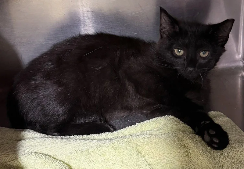 A young medium-sized male Black Domestic Short Hair cat named Kumba for adoption in Elkins, WV
