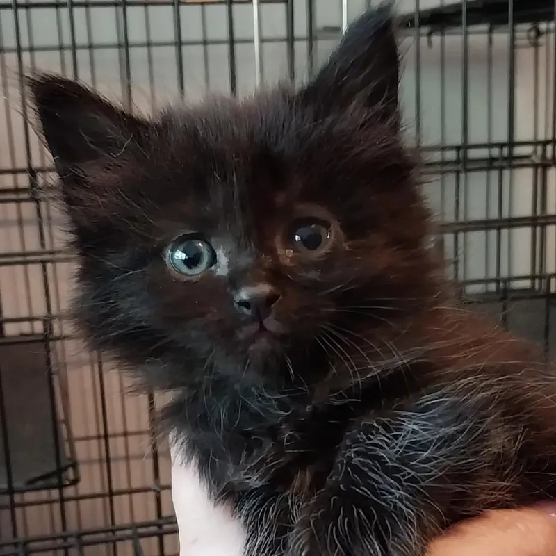 A baby small-sized female Black Domestic Long Hair cat named Kieran for adoption in Baker City, OR