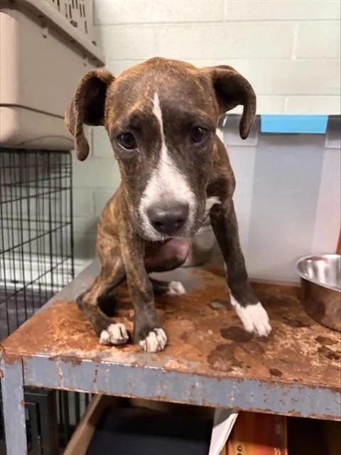A young small-sized female Boxer dog named Leeloo for adoption in Stockton, CA